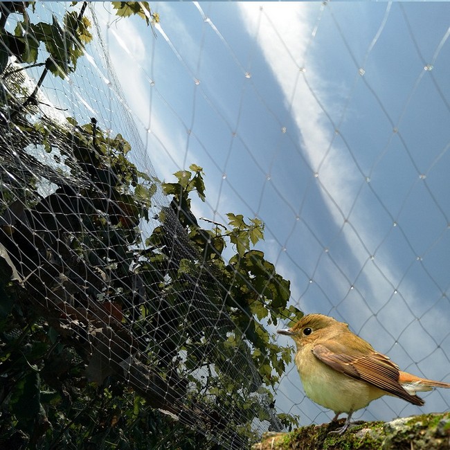 transparent nylon anti bird net garden bird netting for tree and plant protection 8a